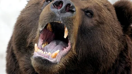 Încă un bărbat a fost ucis de un urs, în Dâmbovița