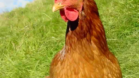 Gaina Harriet, „mama” celui mai mare ou din lume