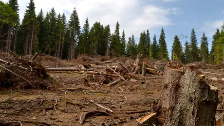 Mafia lemnului din România. Cine răspunde pentru distrugerea pădurilor de la noi