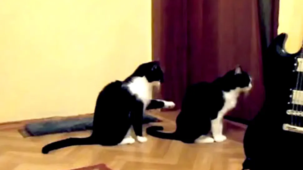 Video viral: Cum își cere scuze o pisică de la o alta