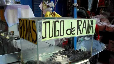 Peruvienii se dau in vant dupa fresh-ul de broasca (Video)