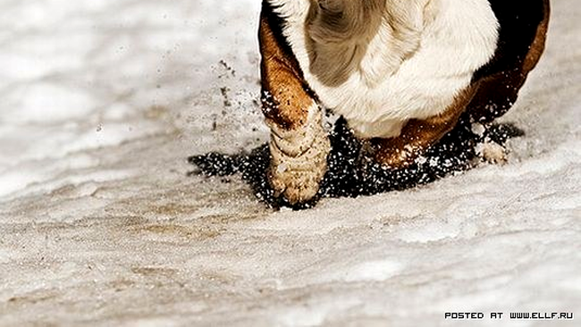 Pot sa prind iepurele! Pot sa prind iepurele!