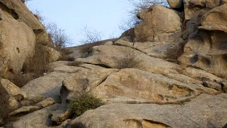 Test cu care îţi încui prietenii: Tu vezi leopardul din imagine? Click pentru a mări