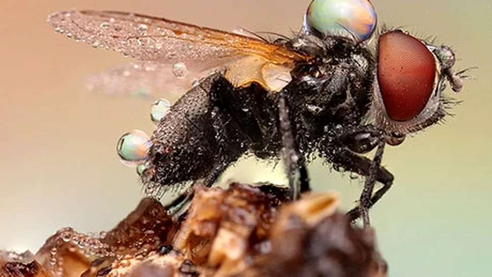 Galerie foto spectaculoasă cu insecte văzute de aproape