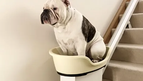 Primul „minilift” pentru câini obezi