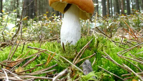 Cum cresc ciupercile?