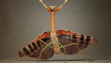 Insecte „dansatoare” sau extraterestri in miniatura?