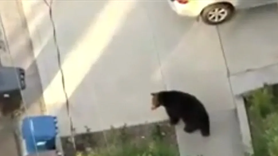 Preocupat să trimită SMS-uri, un american s-a ciocnit de un urs pe stradă! (Video)