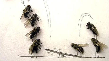 Vezi cum o musca moarta poate sa devina opera de arta! (poze)