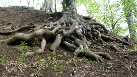 De ce cresc plantele în pământ