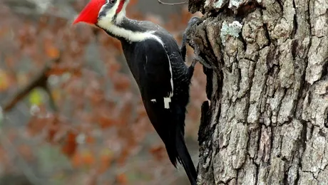 De ce tocănesc ciocănitoarele?