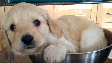 Nu blana animalelor produce chistul hidatic, ci un parazit al lor!