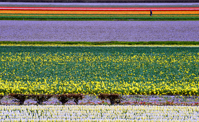 Câmpuri Olandeze de flori