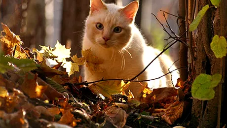 HalloWinner Cat Show 2014 – expoziție de pisici la Sala Palatului