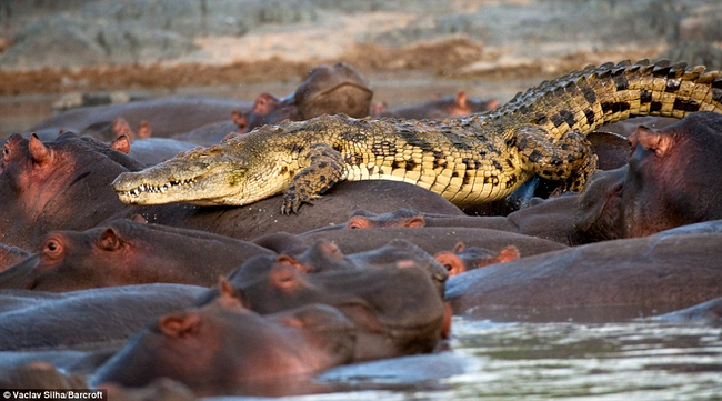 crocodilul se plimba pe spatele hipopotamilor
