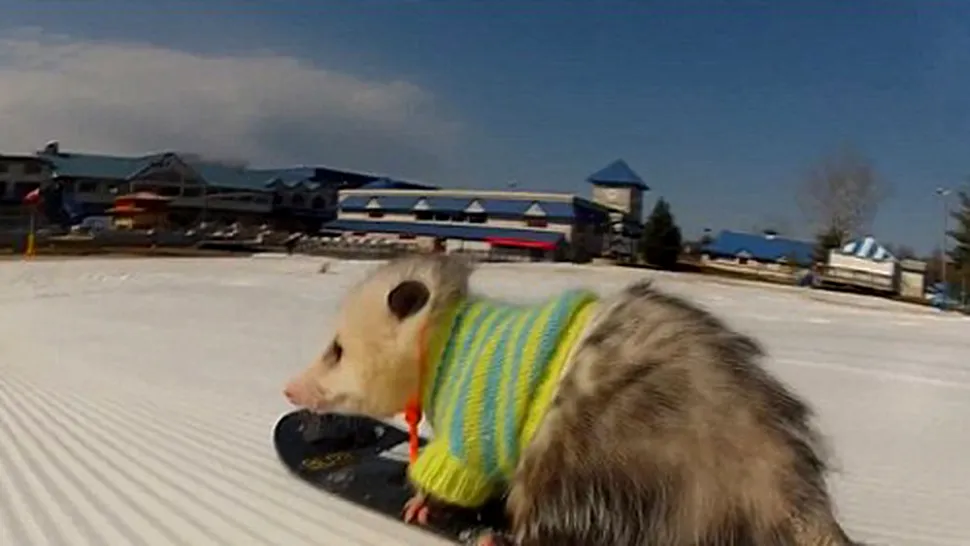 Viralul zilei: un oposum face snowboarding (Poze)