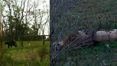 Zeci de animale salbatice au ajuns sa umble libere prin statul Ohio, SUA (Video)