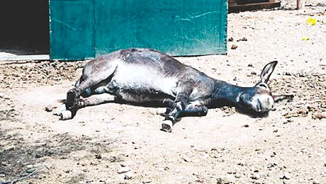 A câștigat alegerile fără să candideze!