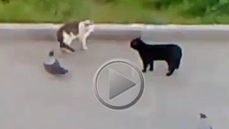 Pisicile se bat si ciorile fac galerie (Video)
