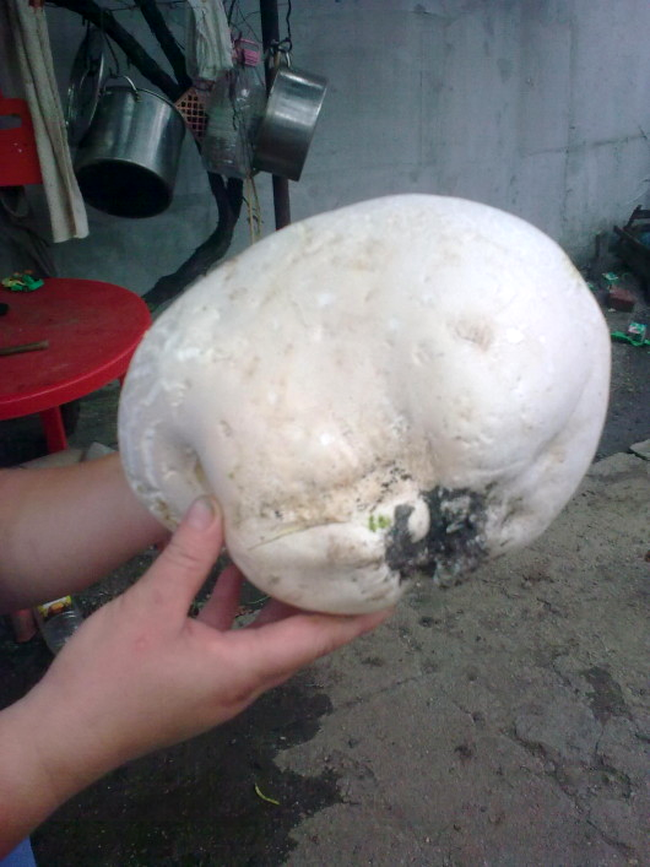 Ciuperca de 2 kg