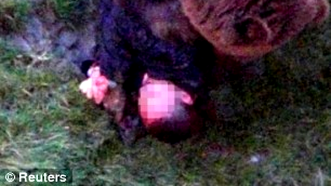 barbat atacat de ursul brun