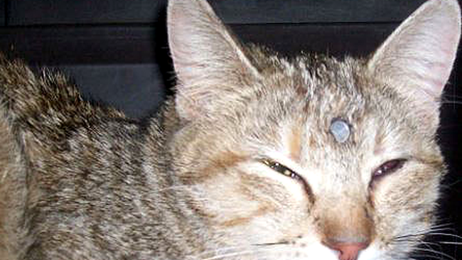 O pisica din SUA a trait cu un cui in cap! (Poze) 