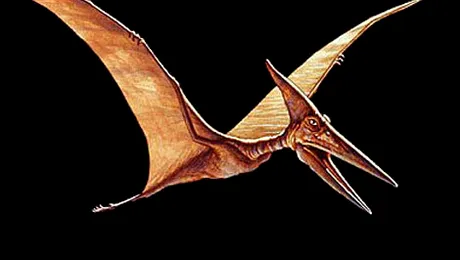 Fosilele de reptilă zburătoare, descoperite în România