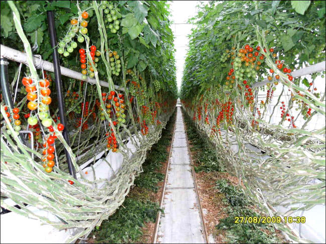 Sera de tomate in Olanda