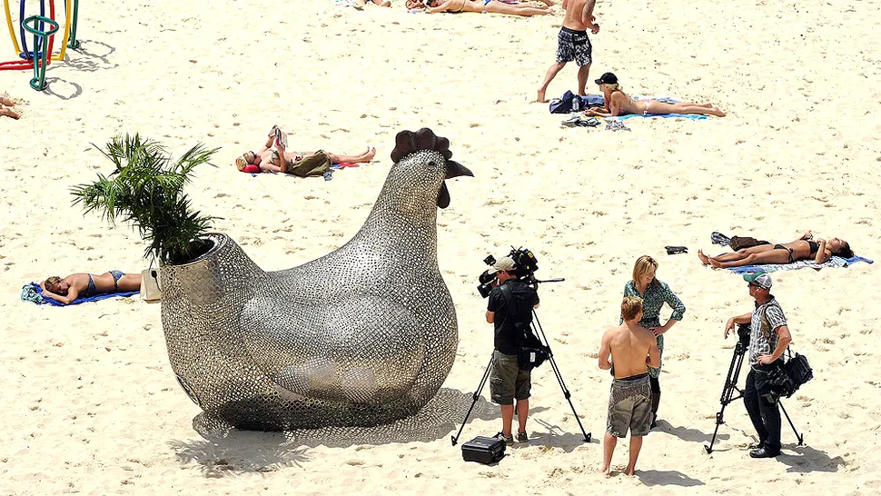 O gaina sud-coreeana si-a clocit ouale tocmai pe o plaja din Australia! (Poze)