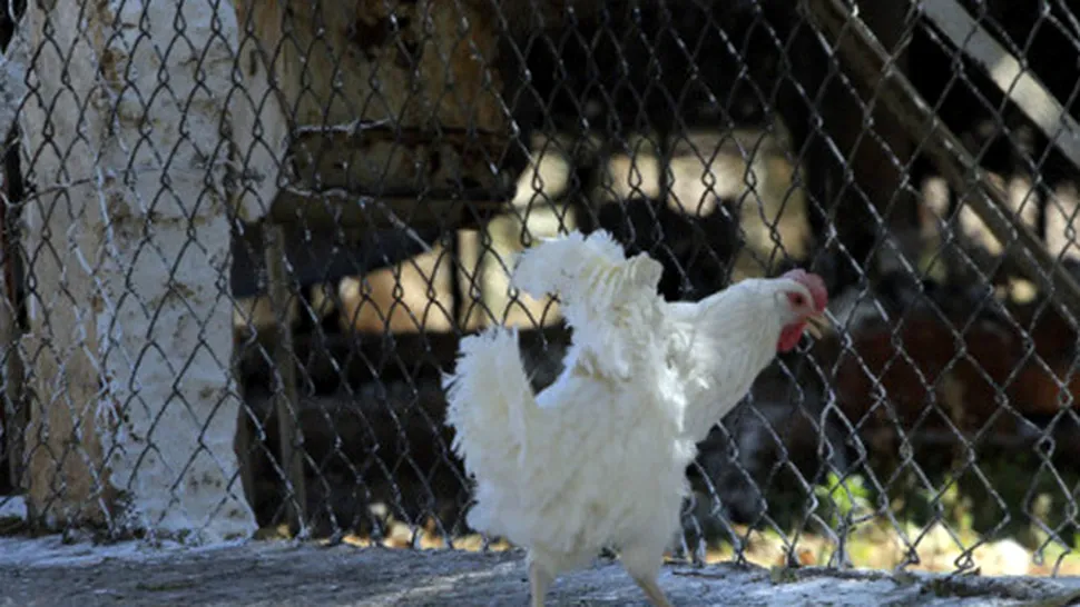 Mexic: Milioane de păsări, sacrificate din cauza gripei aviare