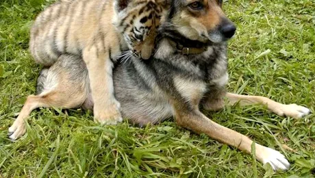 Cei mai buni prieteni