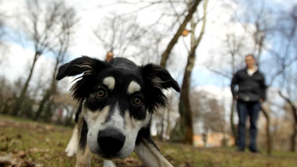 Bucureștenii și-au înregistrat câinii, nu și ONG-urile 