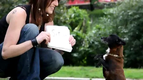 Willow, cainele care stie sa citeasca