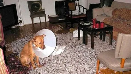 Cum se distrează animalele de companie, când stăpânii nu-s acasă (Poze)