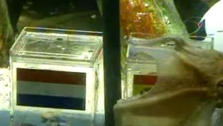 Caracatita Paul a decis: Spania, campioana mondiala!