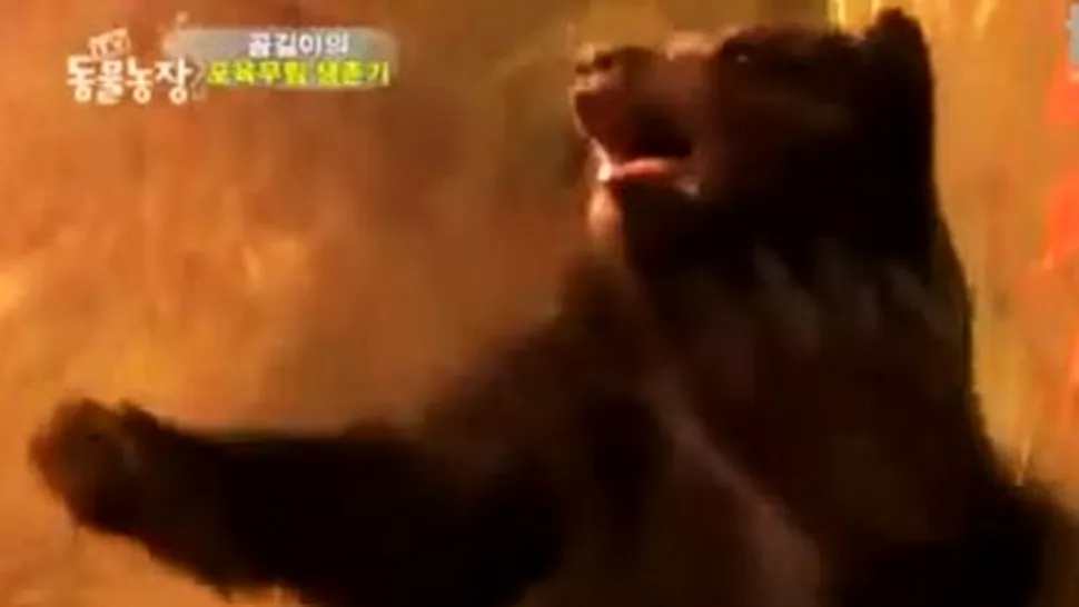Cel mai panicat ursulet din lume (Video)
