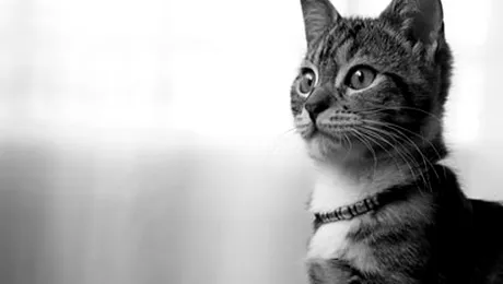 11 lucruri amuzante despre pisici