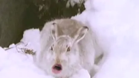 Niste animale au facut un hit dintr-un cantec de Craciun (Video)