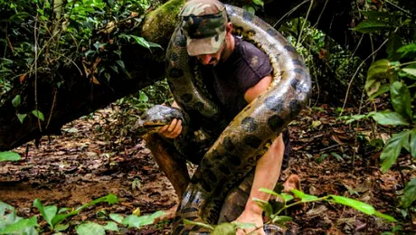 Se lasă mâncat de viu de o anaconda uriaşă! Totul va fi difuzat la TV