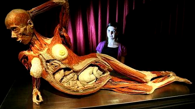 The Human Body Muzeul Antipa