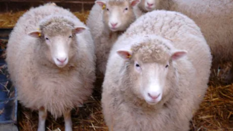 Oaia Dolly reincarnata!