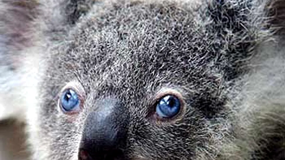 Primul ursulet koala cu ochi albastri