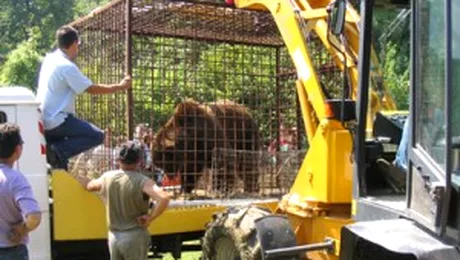 A inceput stramutarea ursilor