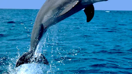 Pot delfinii să vorbească?