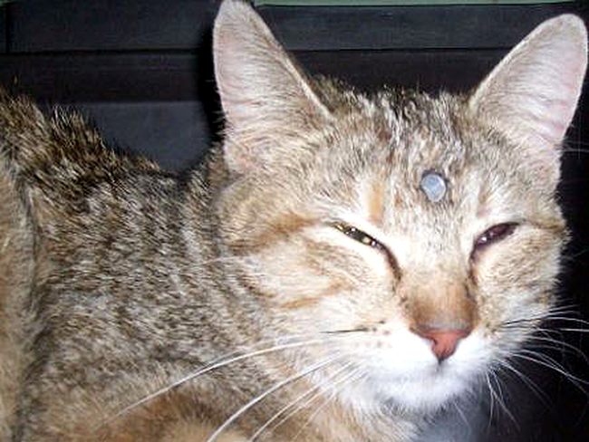 O pisica din SUA a trait cu un cui in cap! (Poze) 
