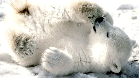 CLIPUL ZILEI: Kali, cel mai simpatic ursuleț (Video)