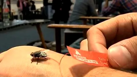 Si-au facut publicitate cu ajutorul mustelor! (Video)