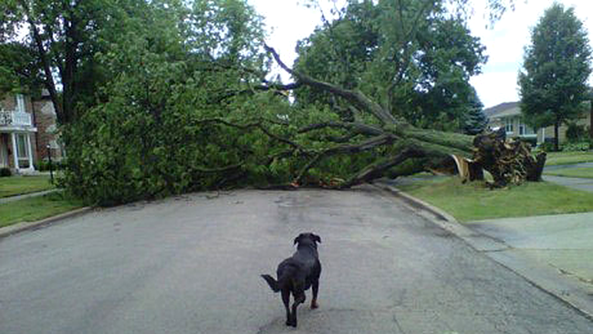 Dupa furtuna, cainii nu mai umbla cu covrigi in coada