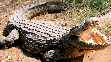 Crocodilii atacă oamenii?