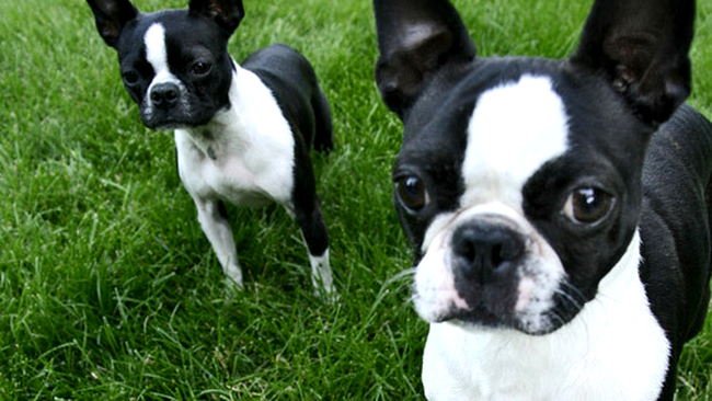Boston Terrier